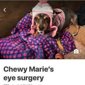 chewy eye surgery